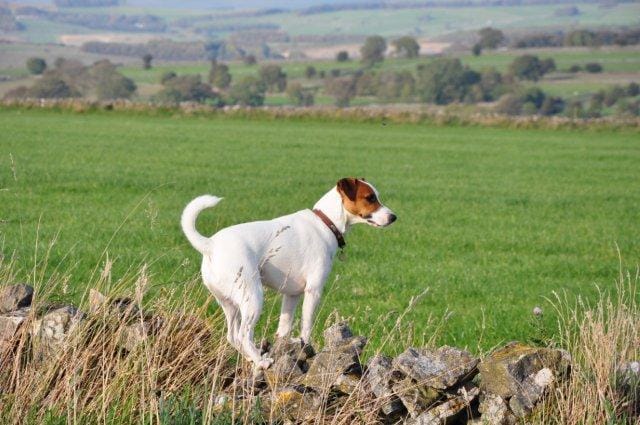 Pet Friendly Cottages in the Peak District